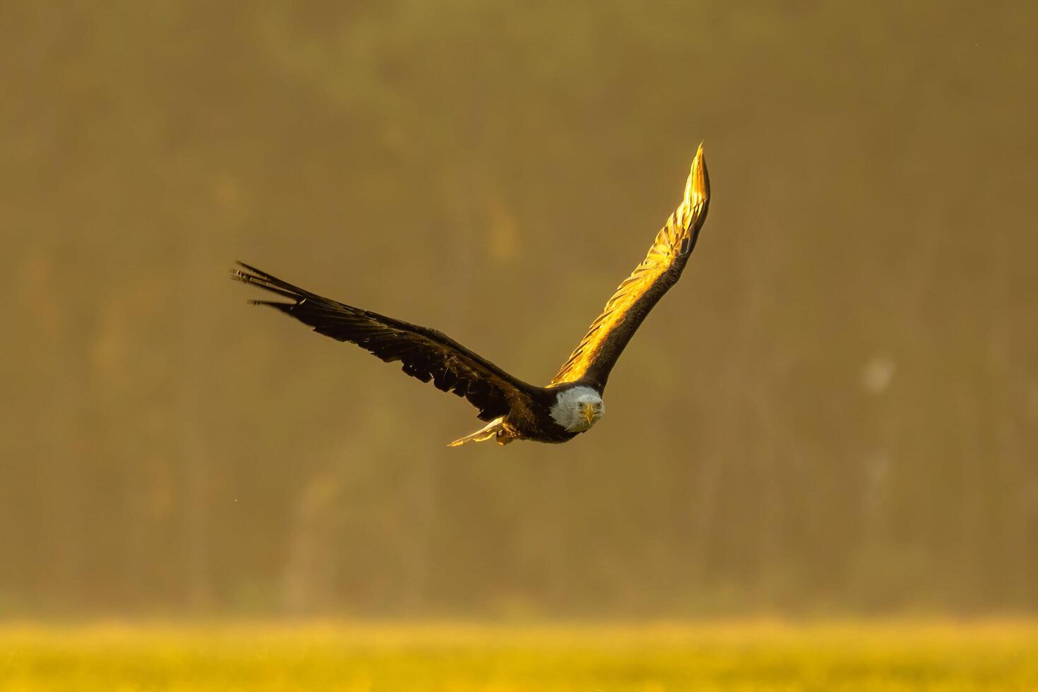 The Majestic Flight of the Golden Eagle Rhapsody in the Skies photo