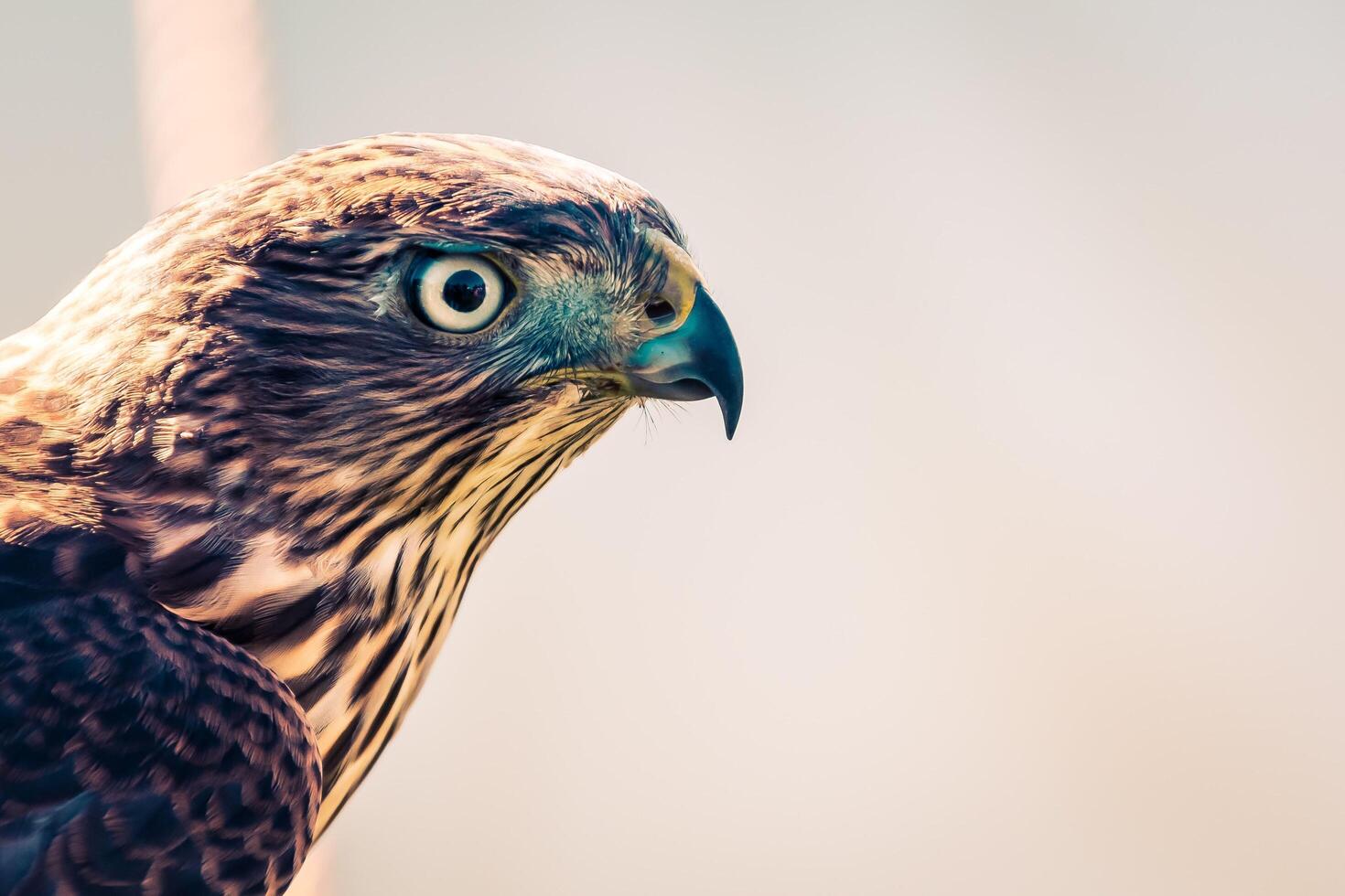 The Keen Eye of the Eagle photo