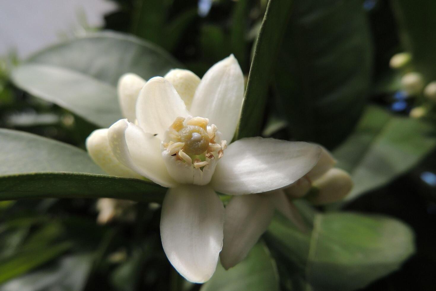 A White Green Forest Flower photo