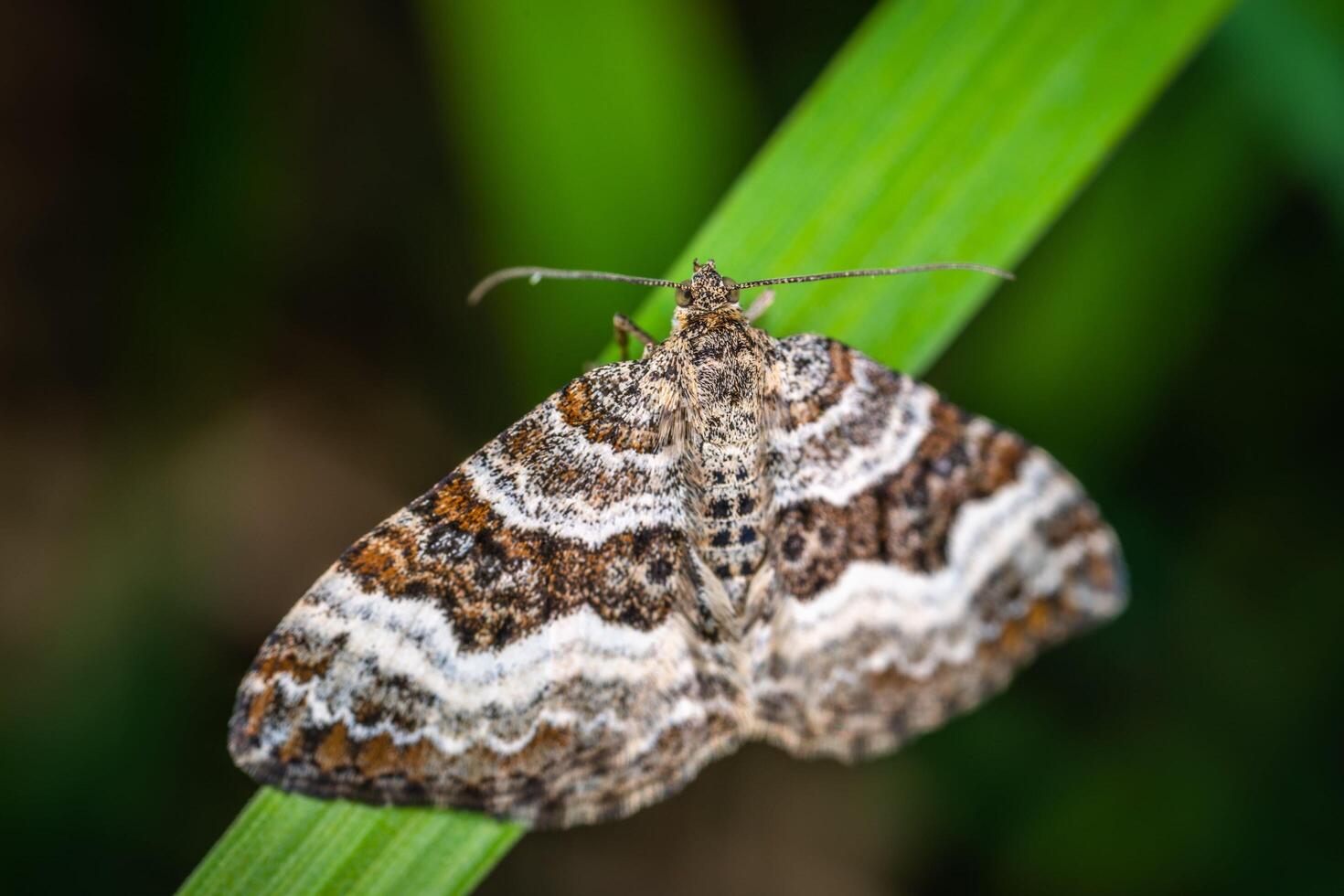 Butterfly setting on the leaf photo
