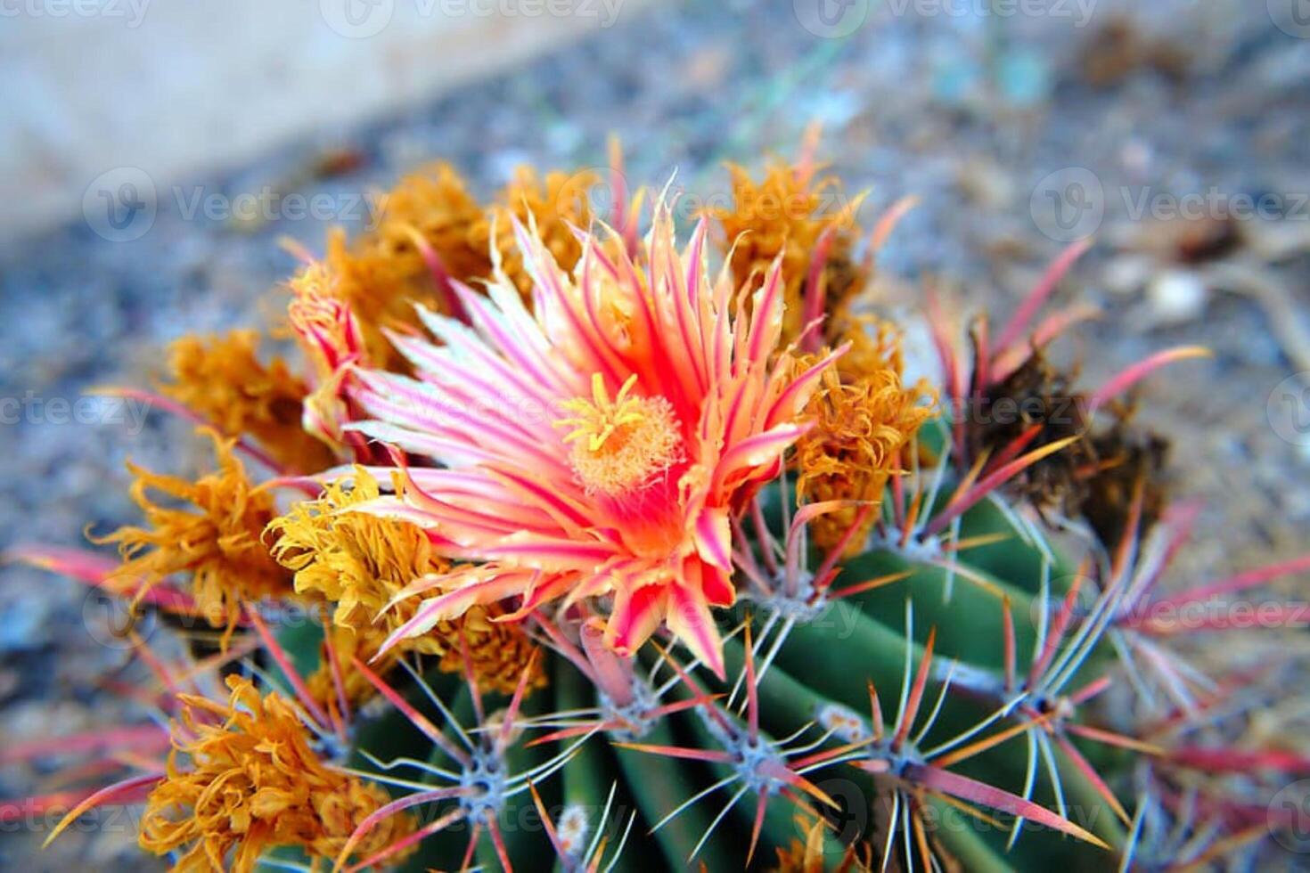 Desert Cactus Flower Natures Resilient Beauty photo