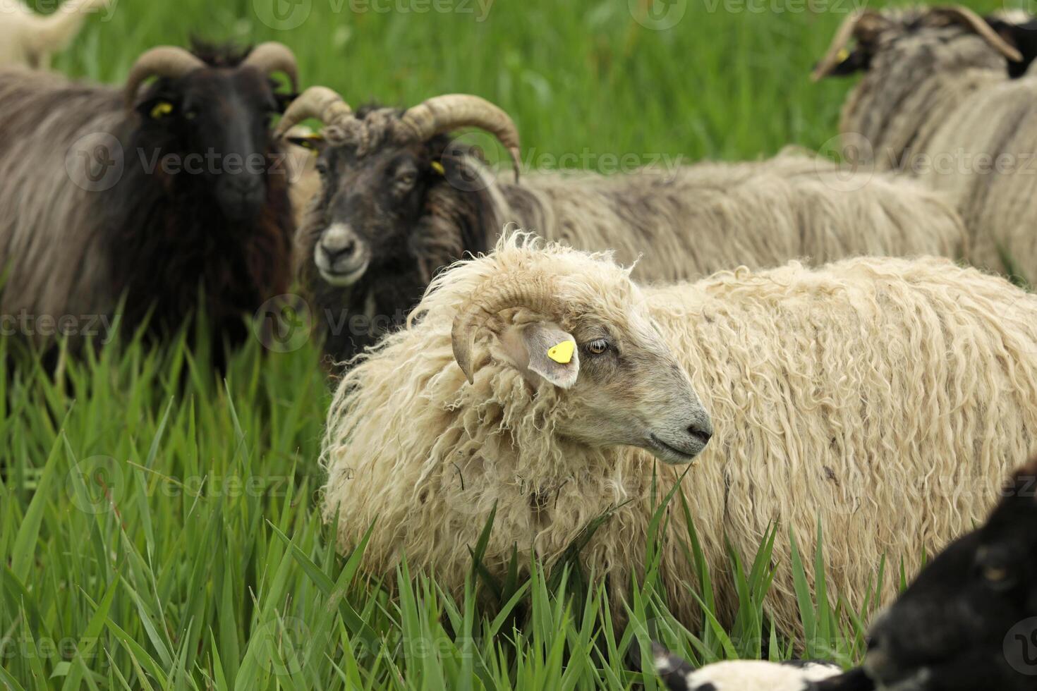 Happy sheep on a farm close-up, farm animals, animals on a green meadow photo