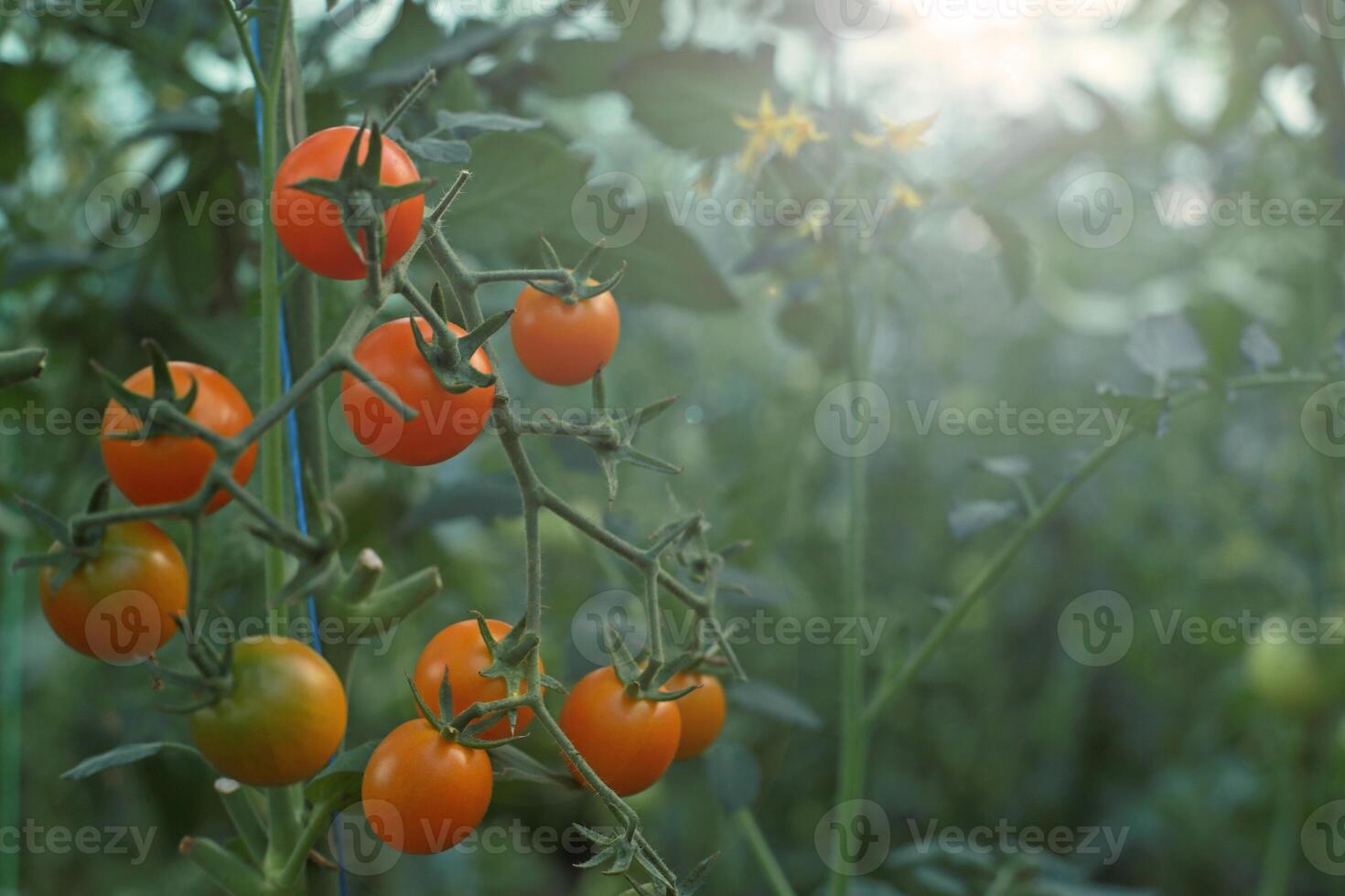 Red cherry tomatoes on a branch in the home garden photo