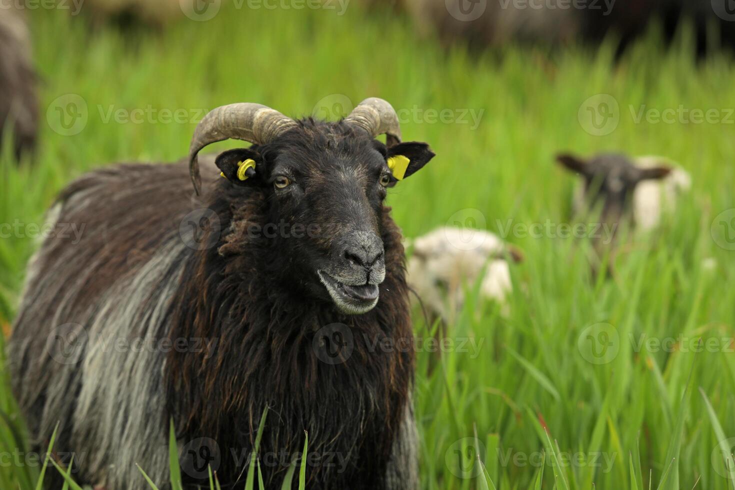 Black sheep with long hair on a green meadow, farm animals photo
