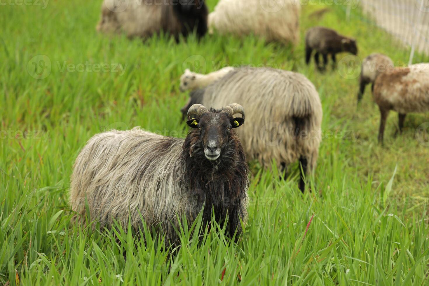 Happy sheep on a green meadow, space for text photo