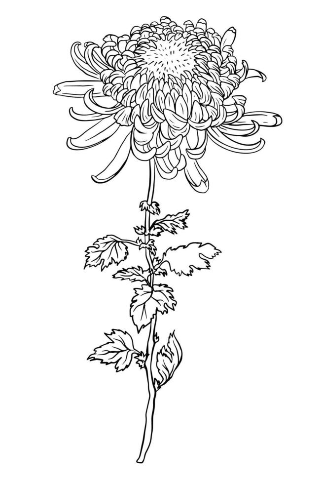 chrysanthemum flower. Black and white sketch of the plant, linear illustration isolated on white, perfect for posters, banners, floral designs, flyers vector