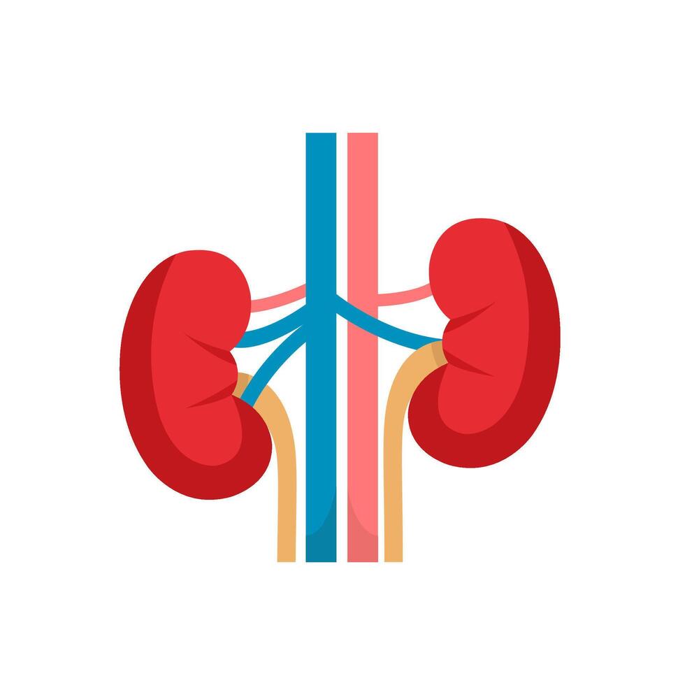 Flat Illustration Of Kidneys Human Organ vector