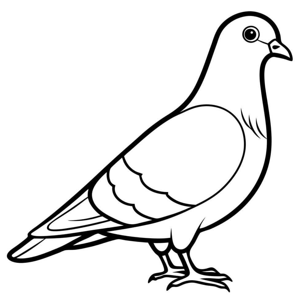 pigeon line art, illustration line art vector