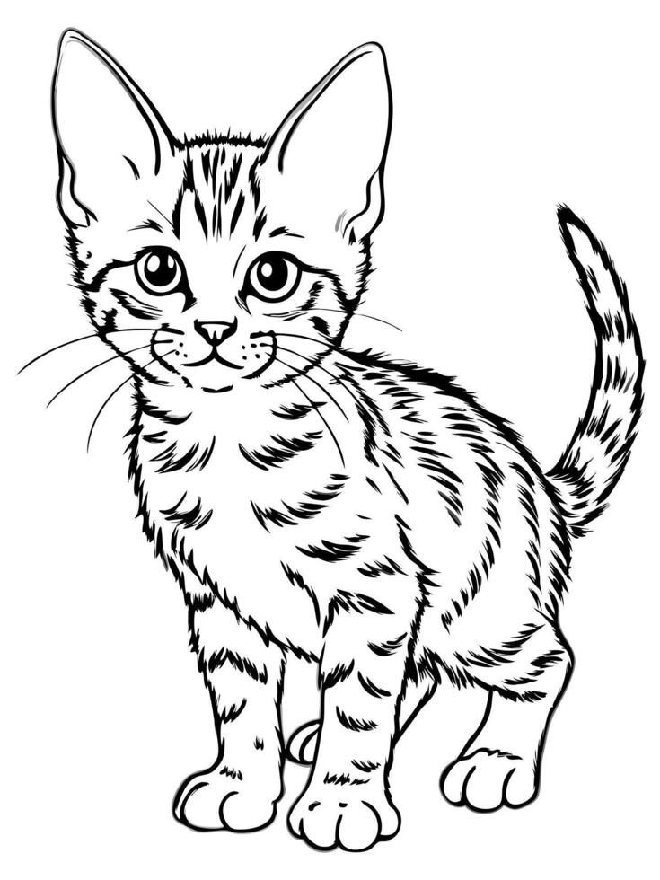 a somali kitten, illustration line art vector