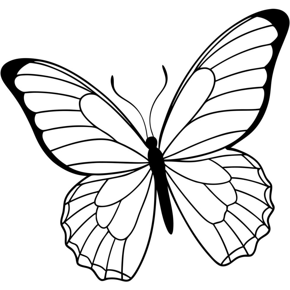 big butterfly close wing, look left side, illustration line art vector