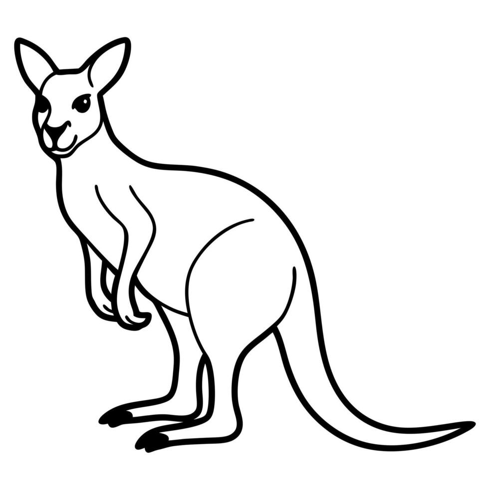 kangaroo with white background, illustration line art vector