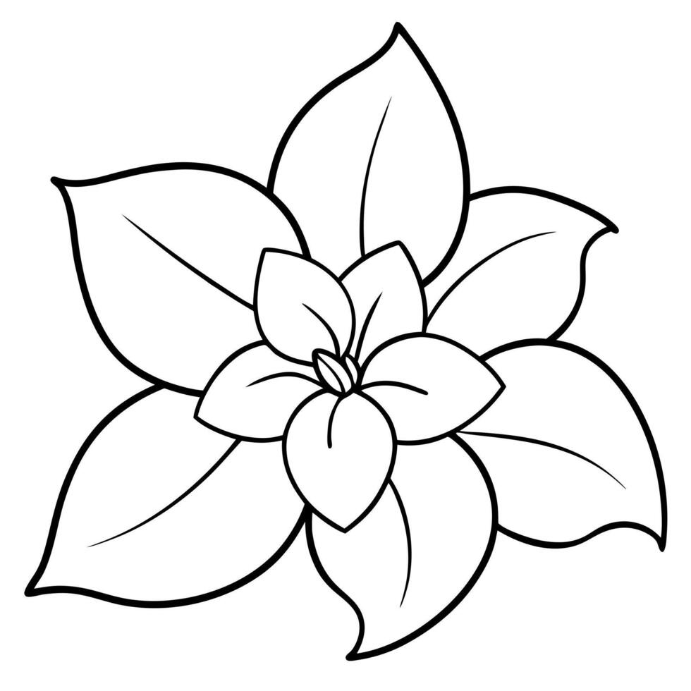 jasmine flower image, illustration line art vector