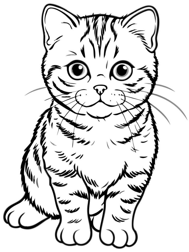 a scottish fold kitten, illustration line art vector