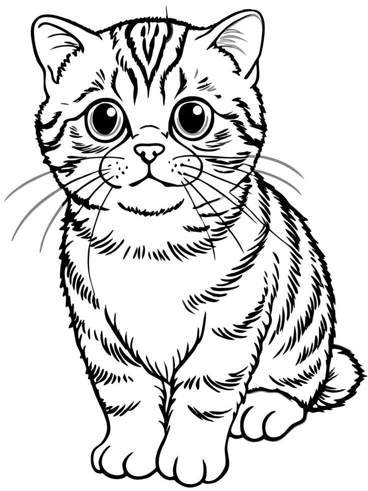 a scottish fold kitten, illustration line art vector