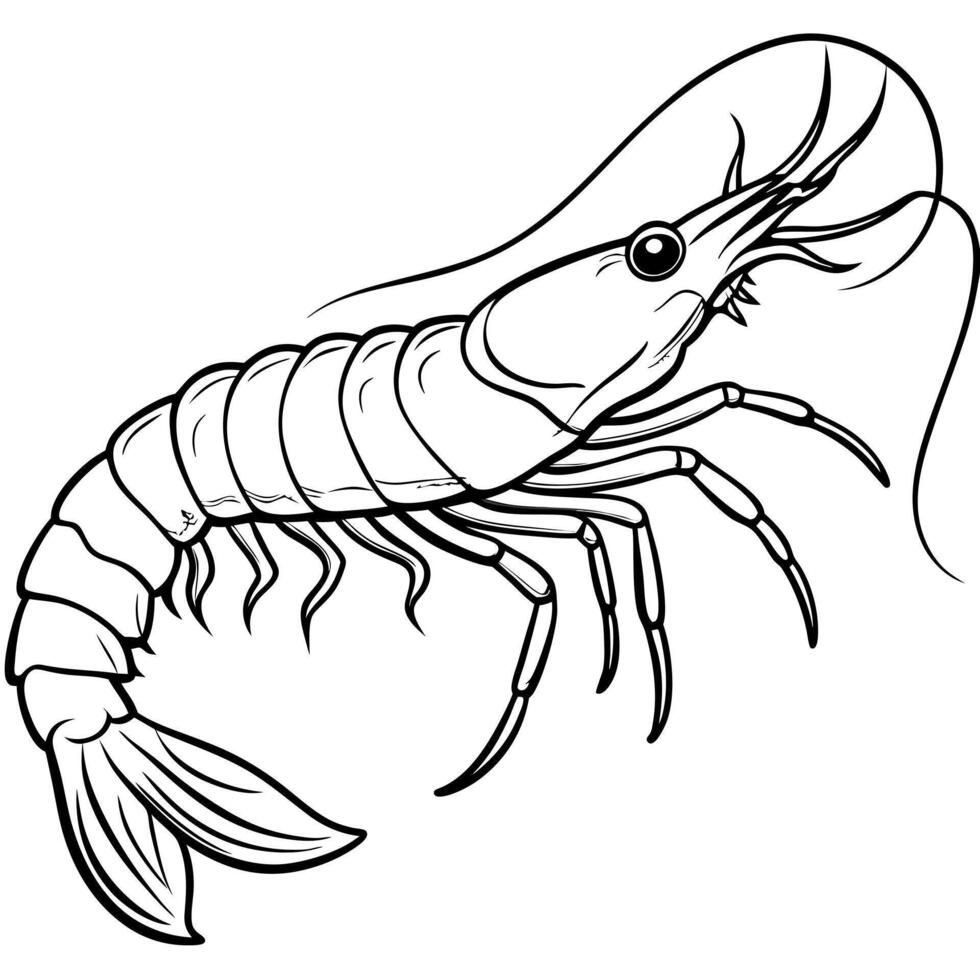 chingri prawnshrimp, illustration line art vector