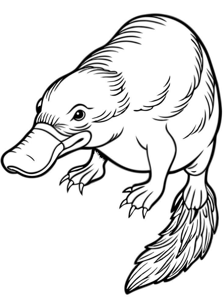 a platypus, illustration line art vector