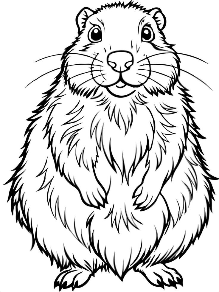 a groundhog, illustration line art vector