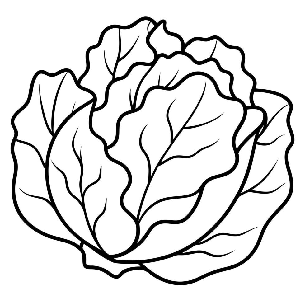 lettuce, illustration line art vector