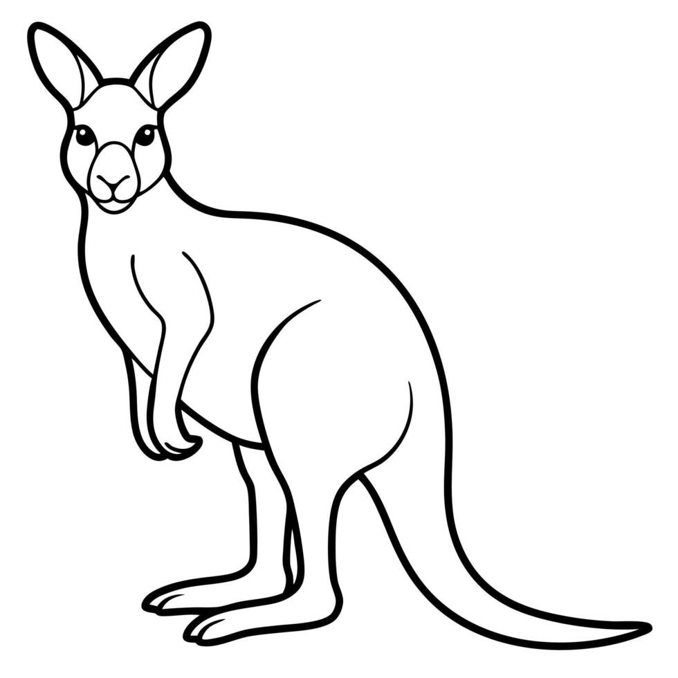 kangaroo, illustration line art vector