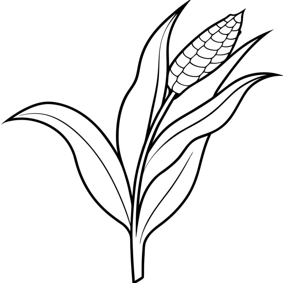 corn stalk on white background, illustration line art vector