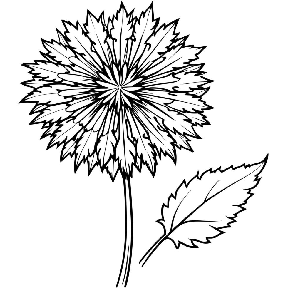 blooming dandelion flower, illustration line art vector