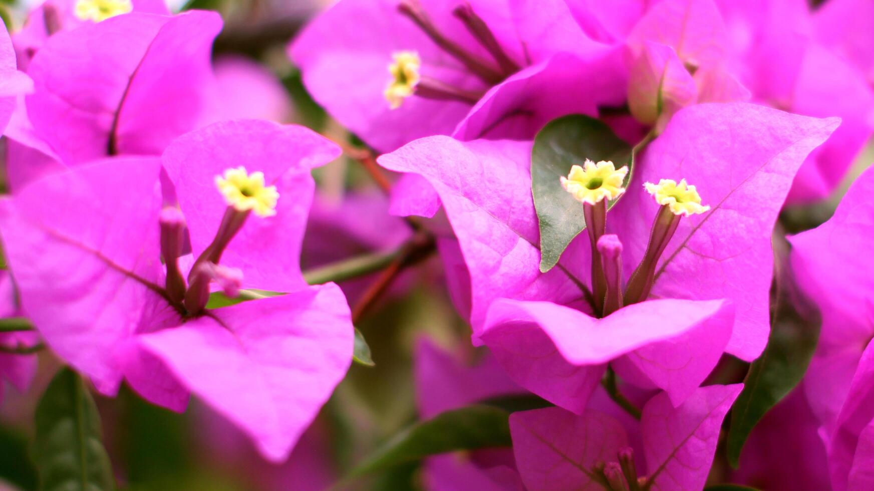 Bougainvillea flowers in the garden photo