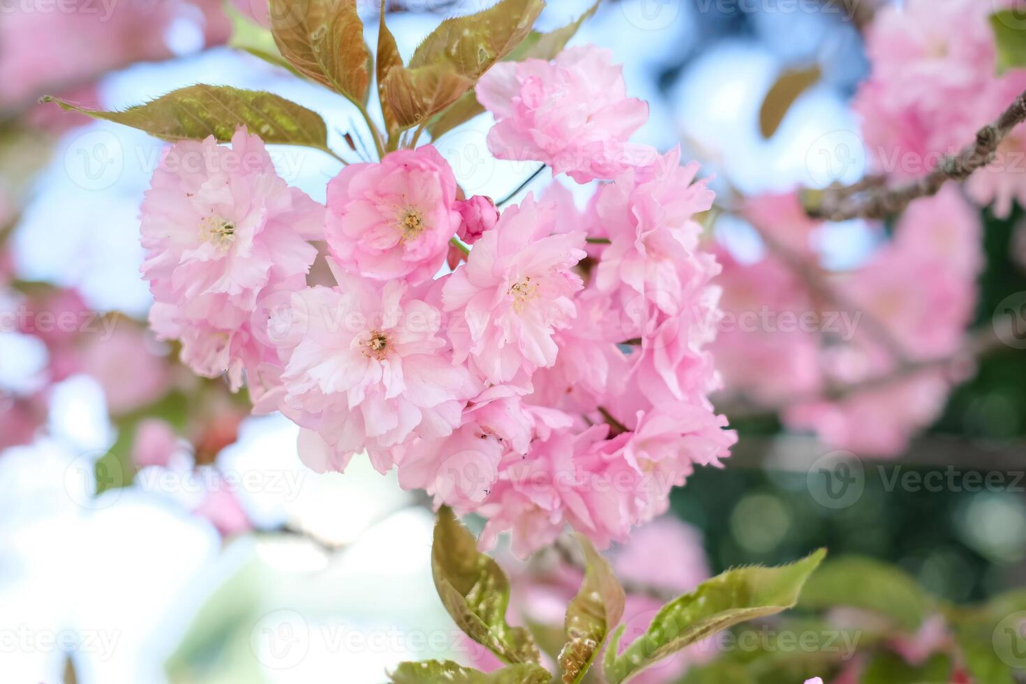 Close-up of a sakura tree branch on a clear sunny day photo