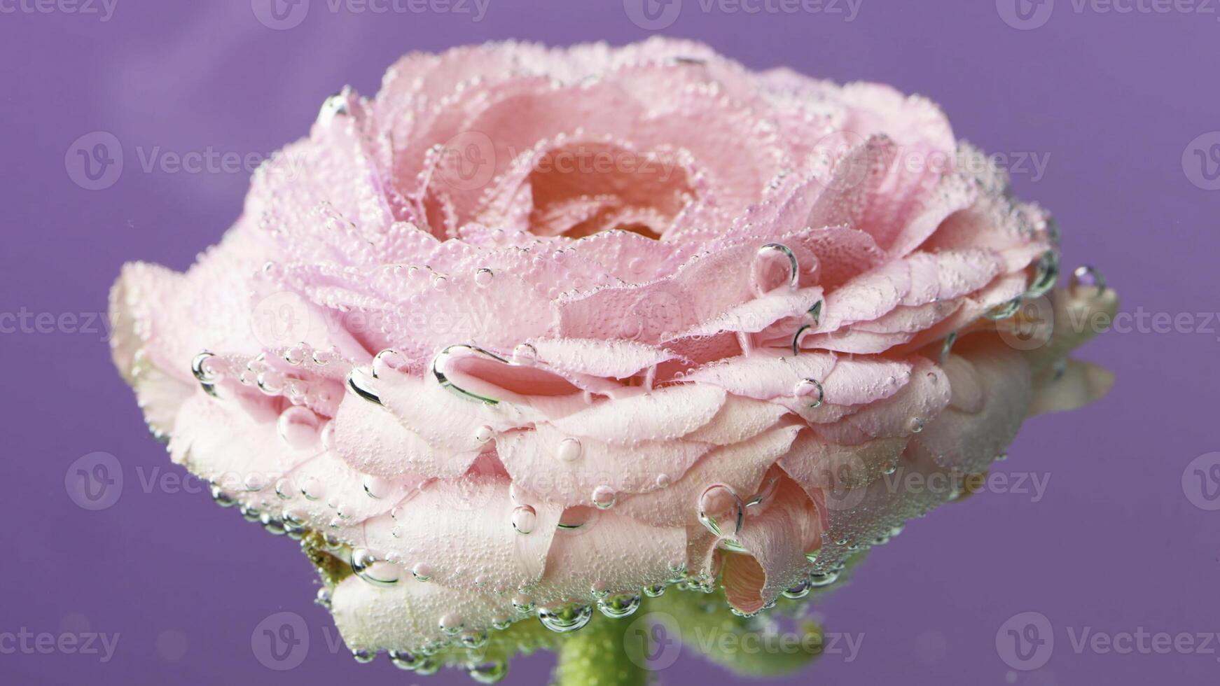 Violet background. Stock footage. A beautiful delicate rose on a bright background on which small drops of water are slightly swaying . photo