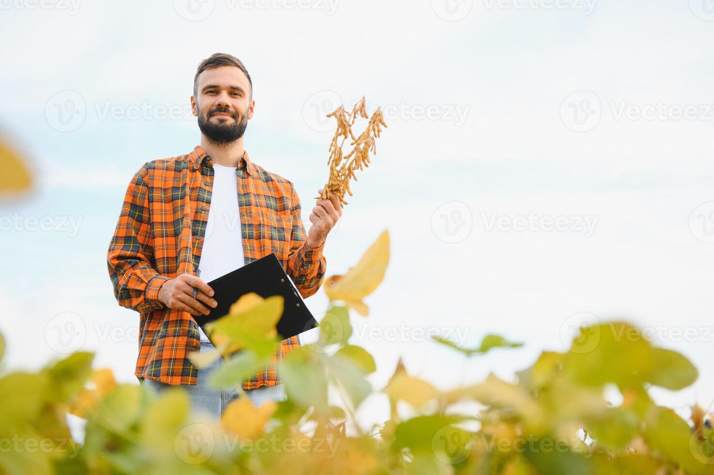 Farmer, agronomist in the soybean field. Controlling the growth of agricultural crops photo