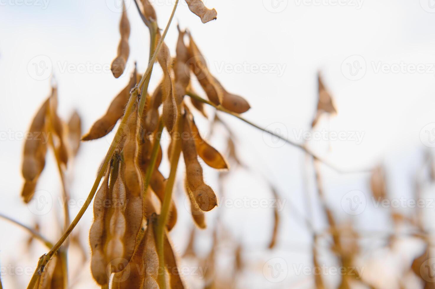 Soybean pods with leaf and stem, crop planting at field photo