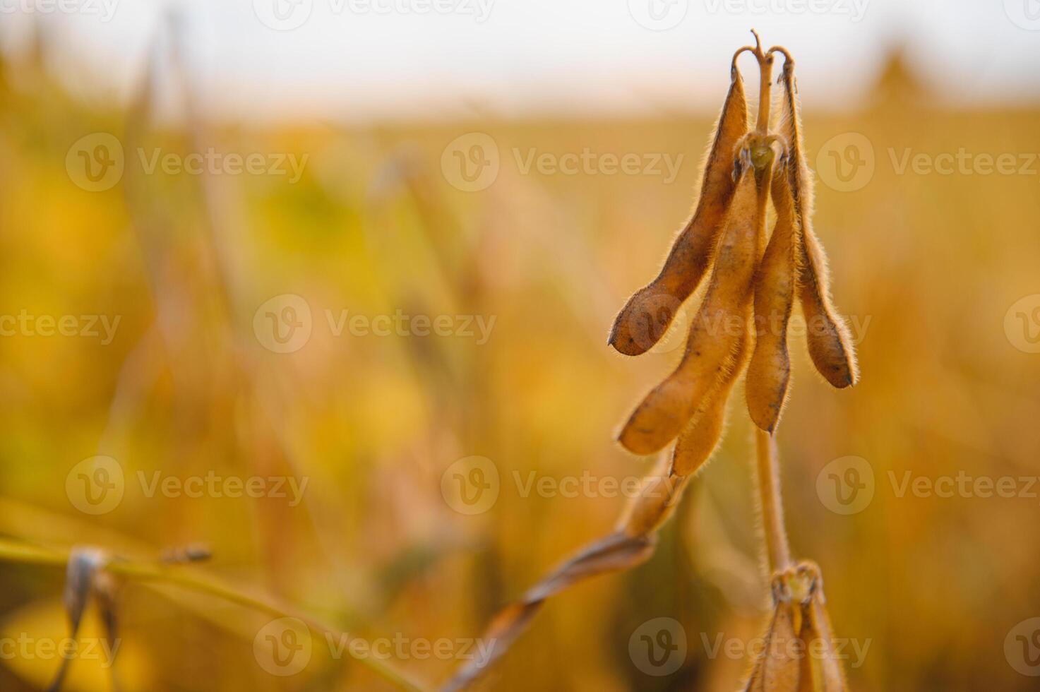 Soybean pods with leaf and stem, crop planting at field photo