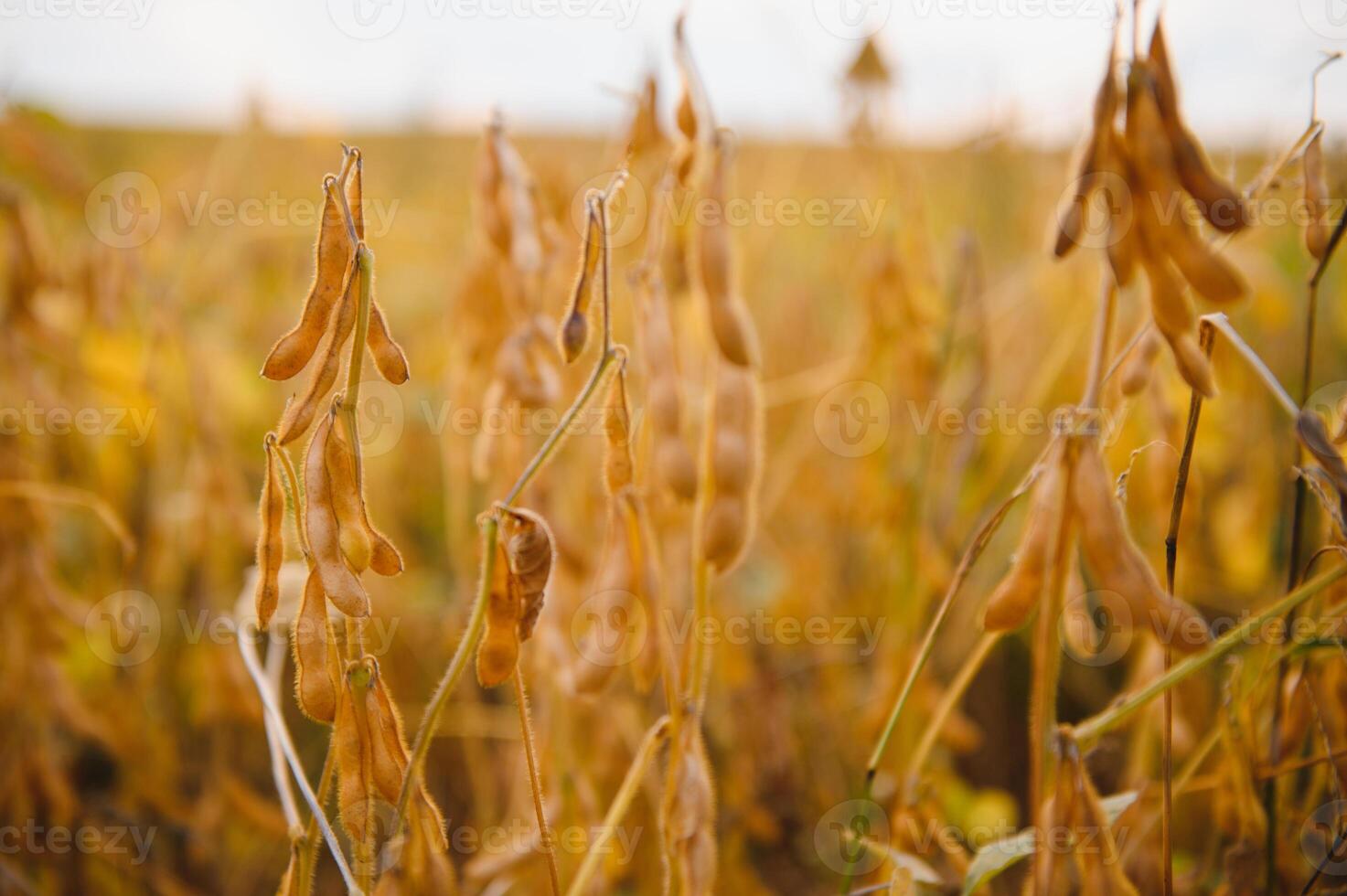 Soybean pods with leaf and stem, crop planting at field photo