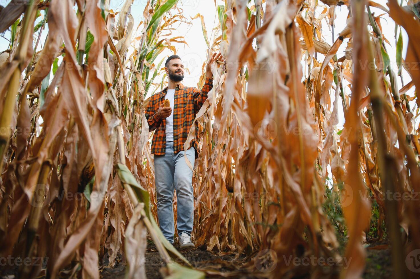 A young agronomist inspects the quality of the corn crop on agricultural land photo