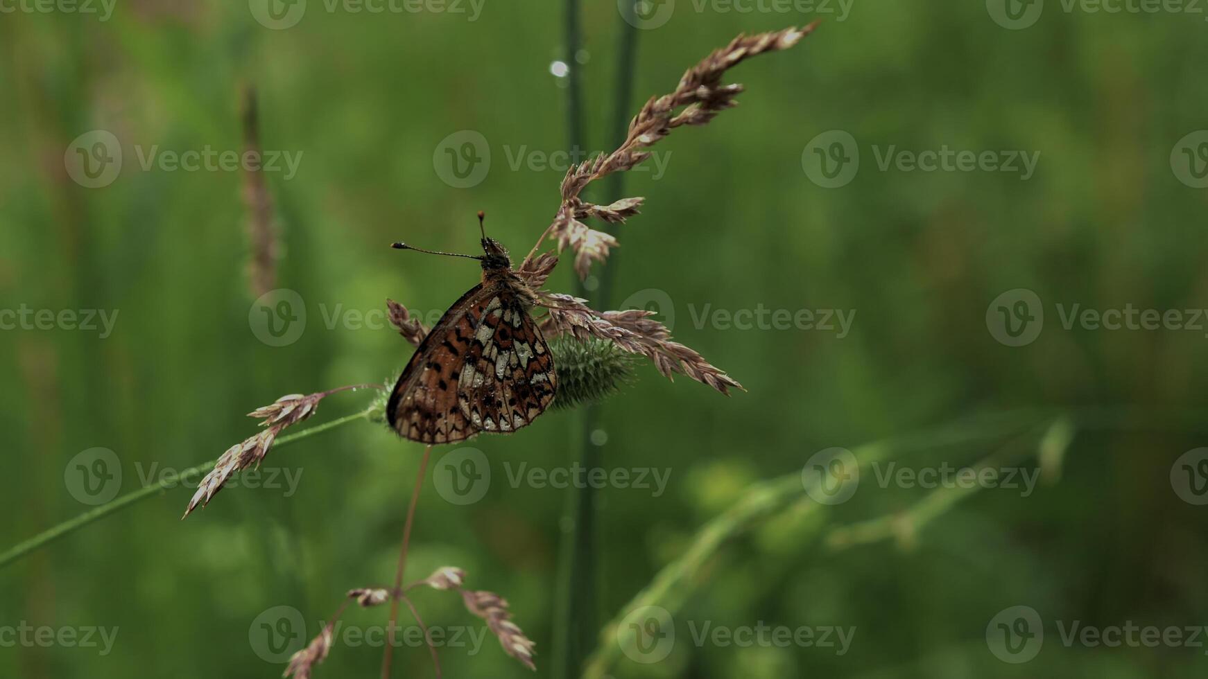 Butterfly in macro photography. Creative.A bright butterfly with red wings sits on a dry branch in the green grass and a little rain drips on it. photo