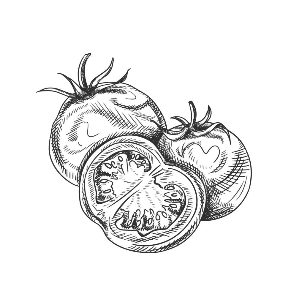 illustration with composition of tomatoes. Organic vegetables, healthy harvest. Ingredients for cooking, farm products. Hand drawn illustration in line art by black inks on isolated background vector
