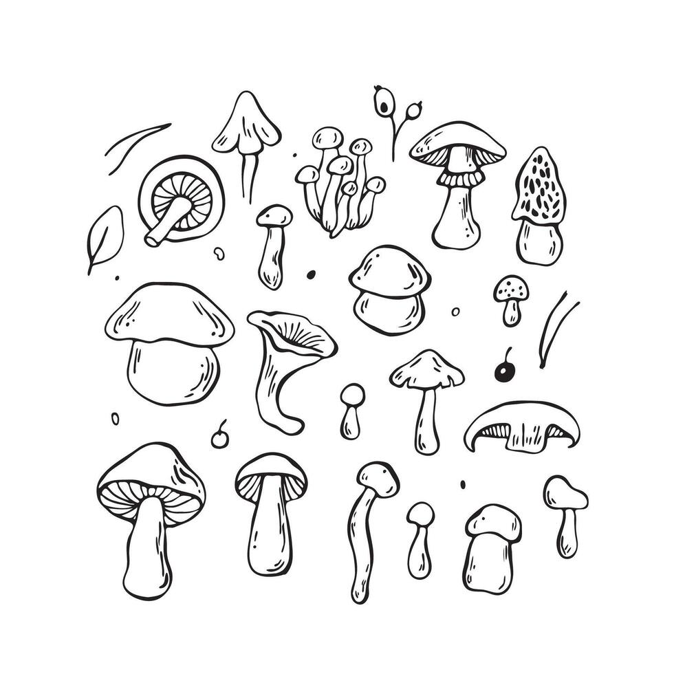 Hand drawn mushrooms set. Outline black forest elements vector