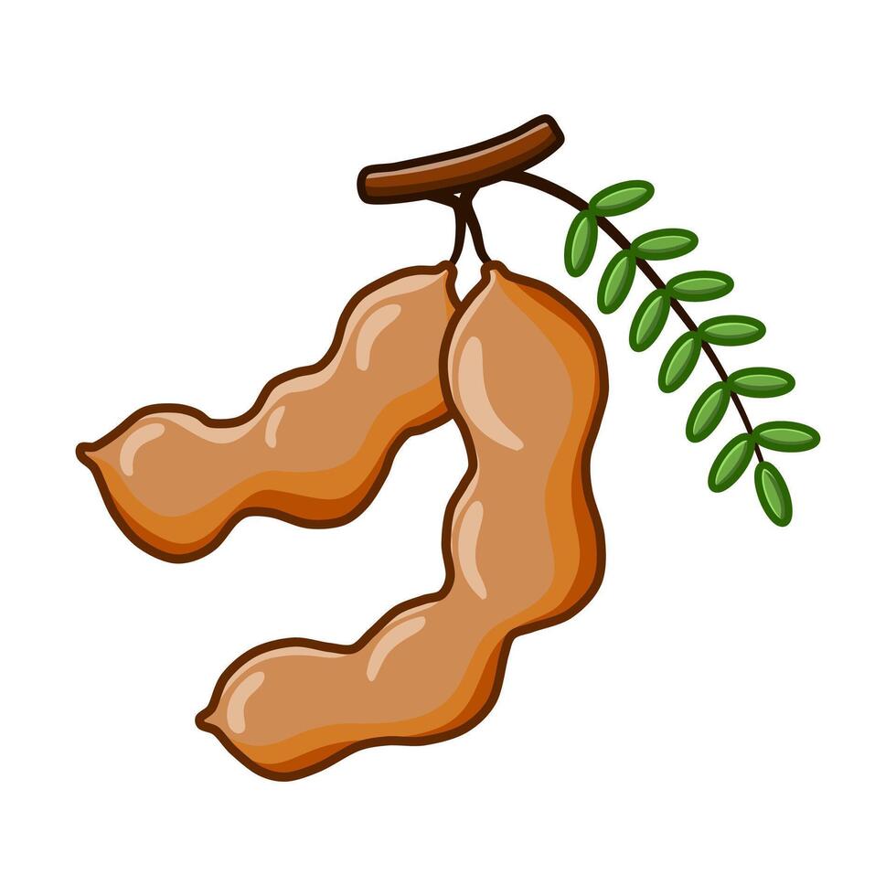 fresh tamarind illustration vector