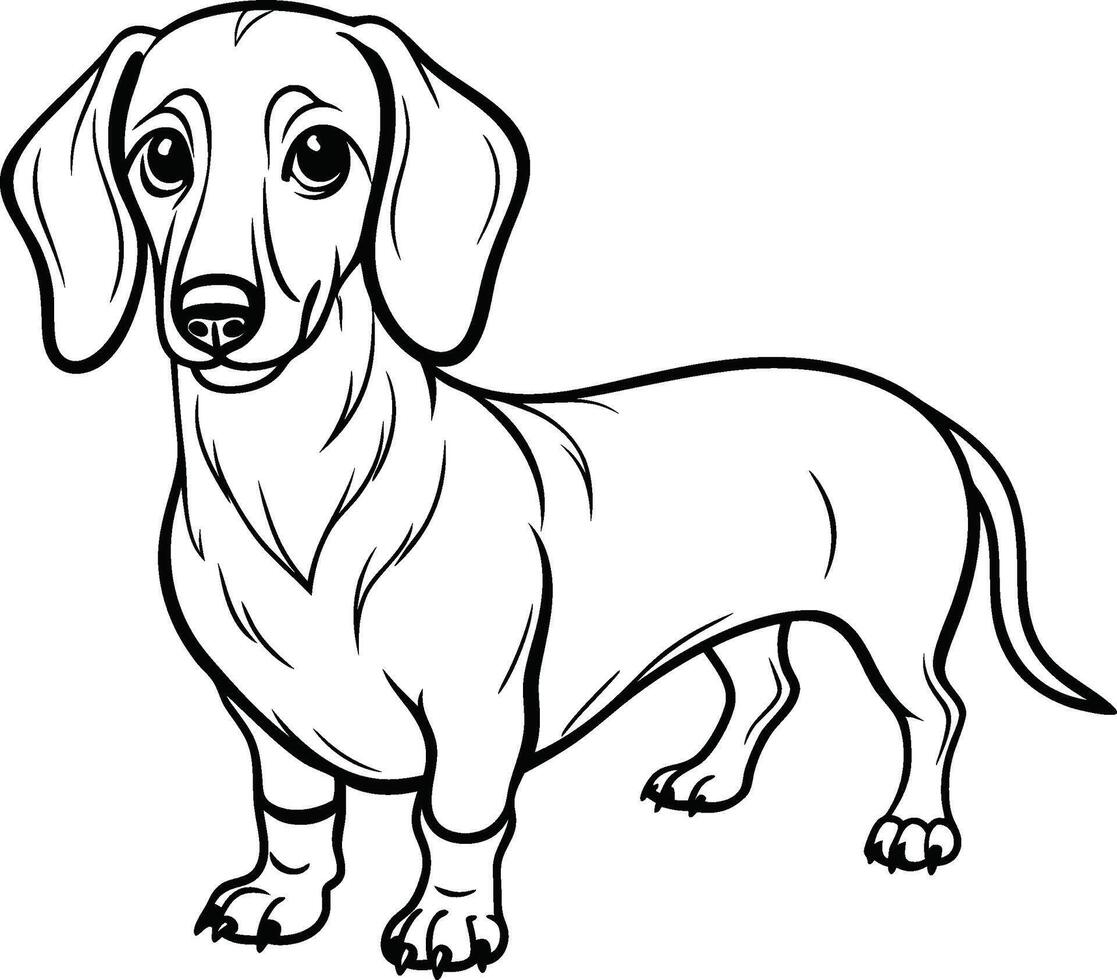 Dachshund dog line art on white background vector