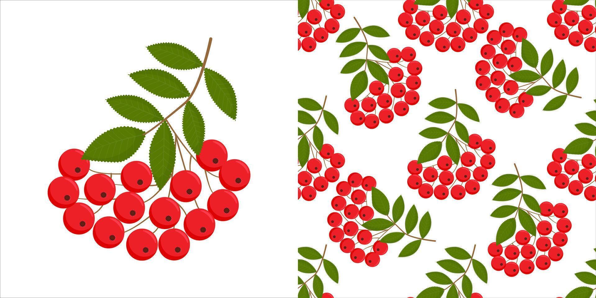 Rowan berries. Isolated rowan on white background. Seamless colorful autumn pattern with rowan berries and green leaves. Floral rowan illustration for print. vector