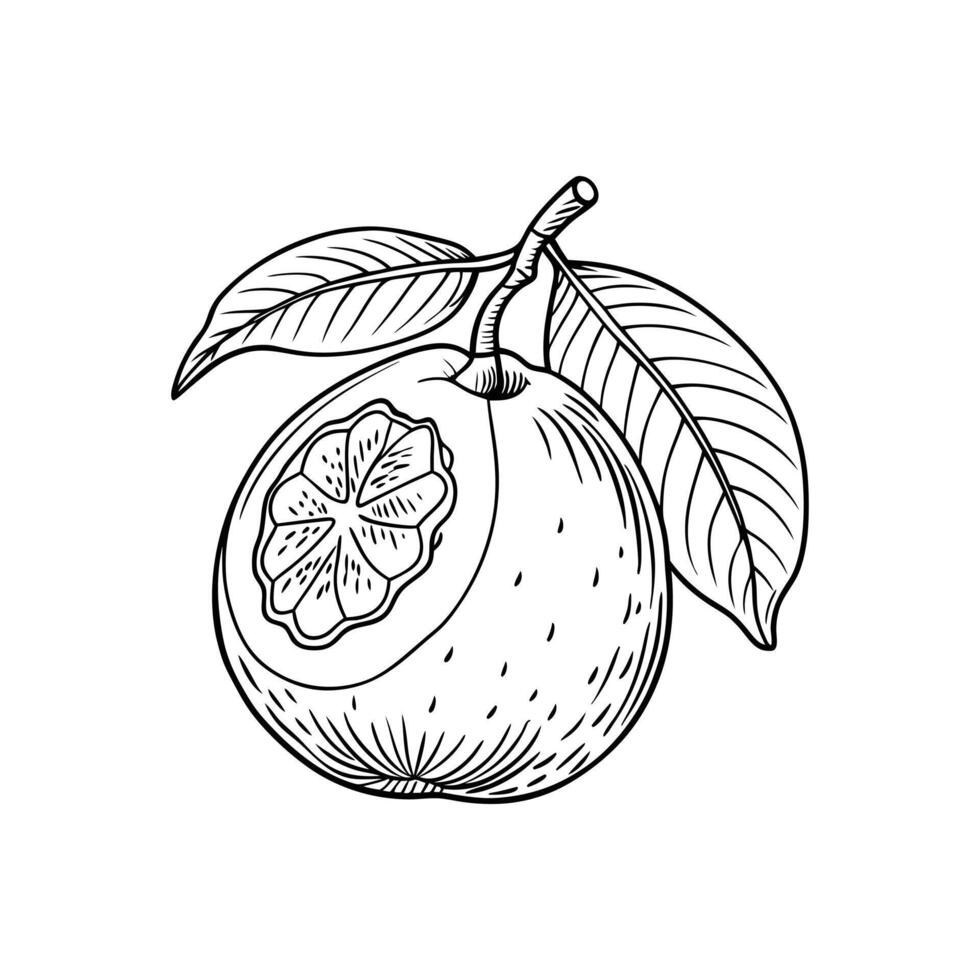 Minimalist Guava Icon. Line Art Fruit Illustration for Digital Use vector