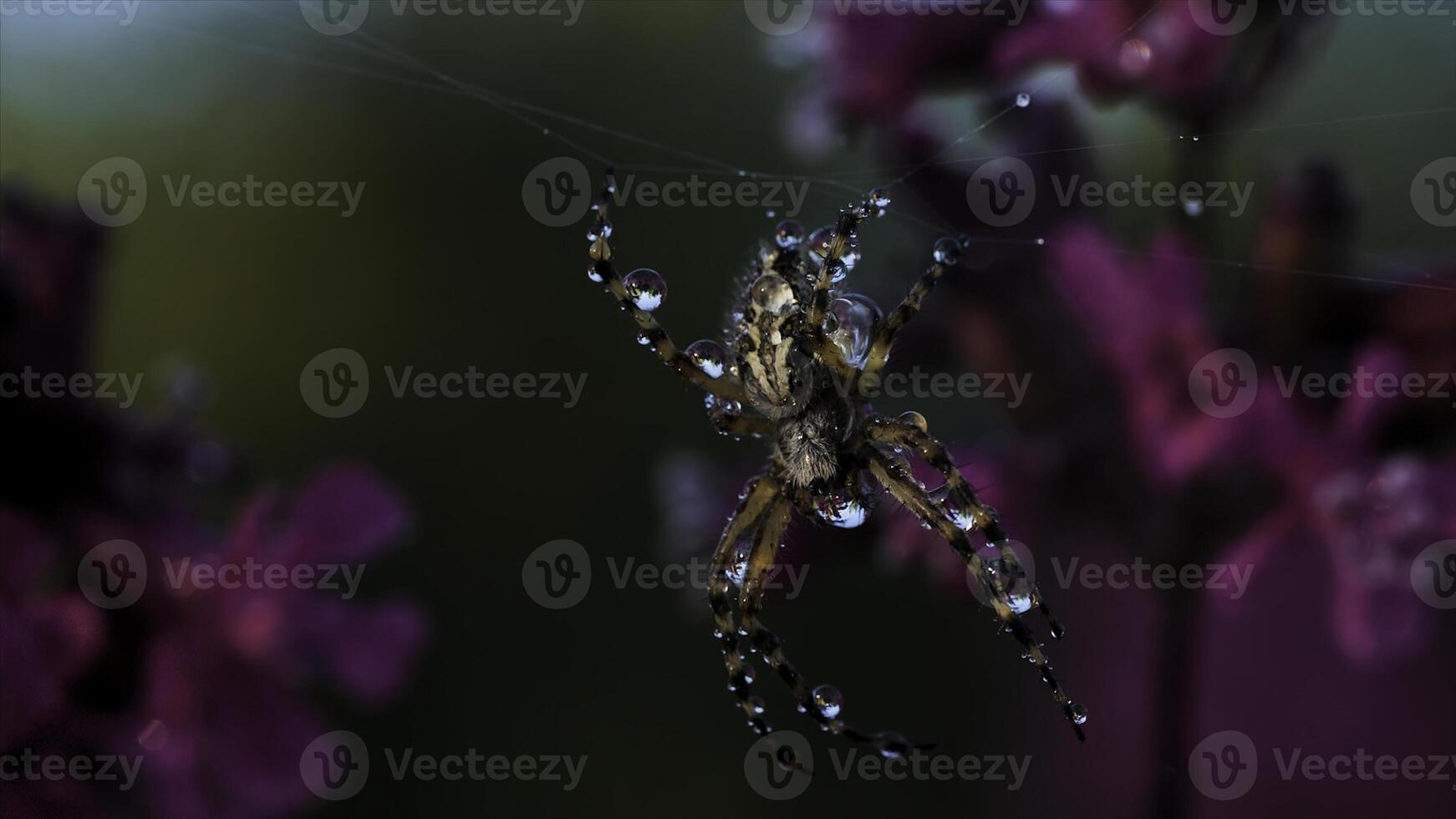 Close up view of beautiful early morning dew on spider web and a small insect. Creative. Spider webs and green wild plants with lilac flowers. photo
