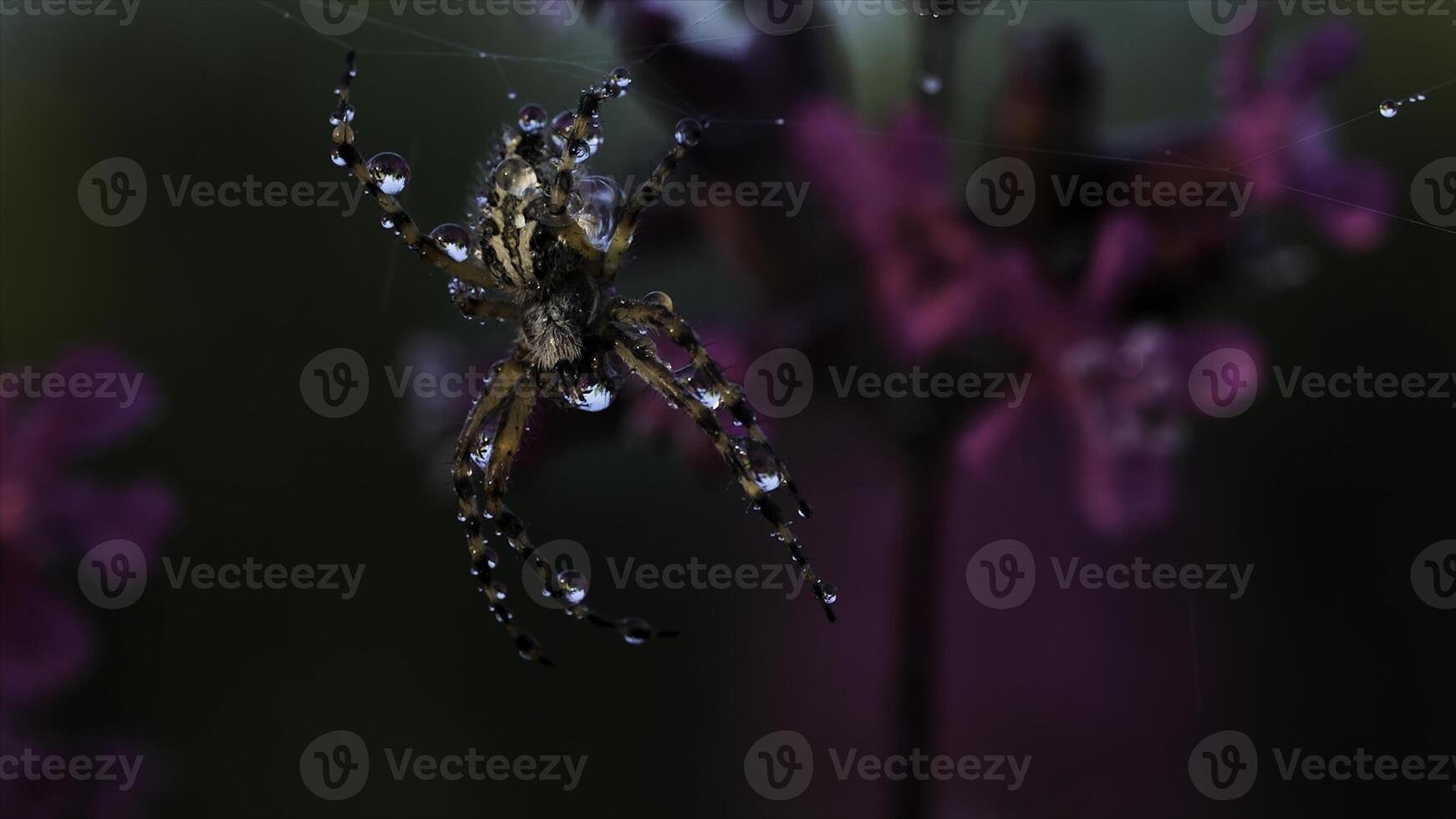 Close up view of beautiful early morning dew on spider web and a small insect. Creative. Spider webs and green wild plants with lilac flowers. photo