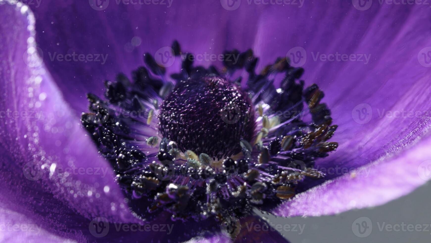 A beautiful purple flower. Stock footage. A flower under water on which water is sprayed and it opens and its pistil is visible. photo