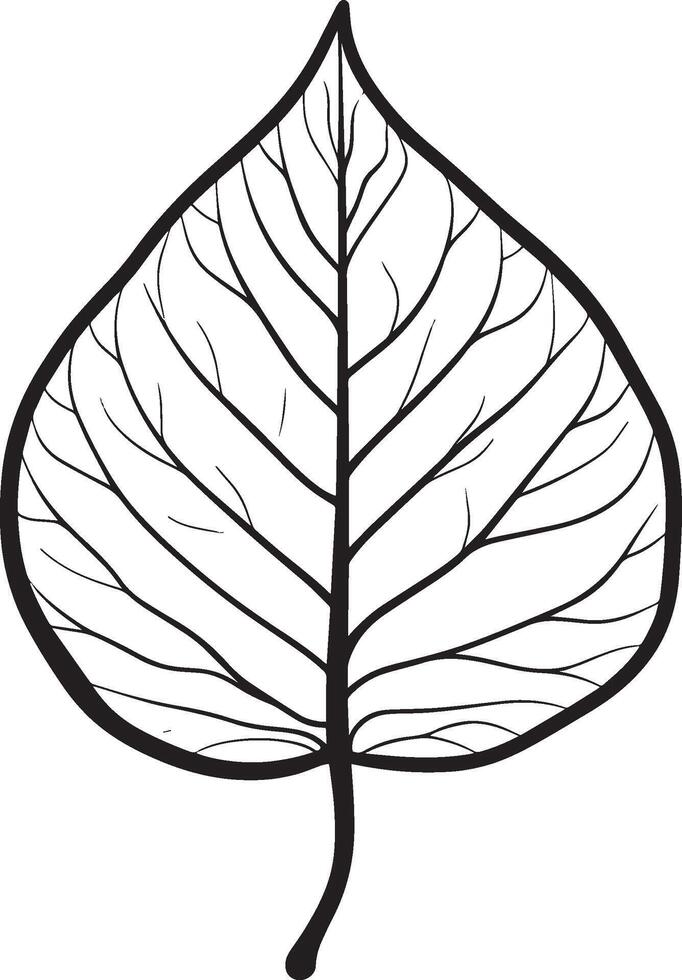 poplar leaf clean simple linear outline black vector