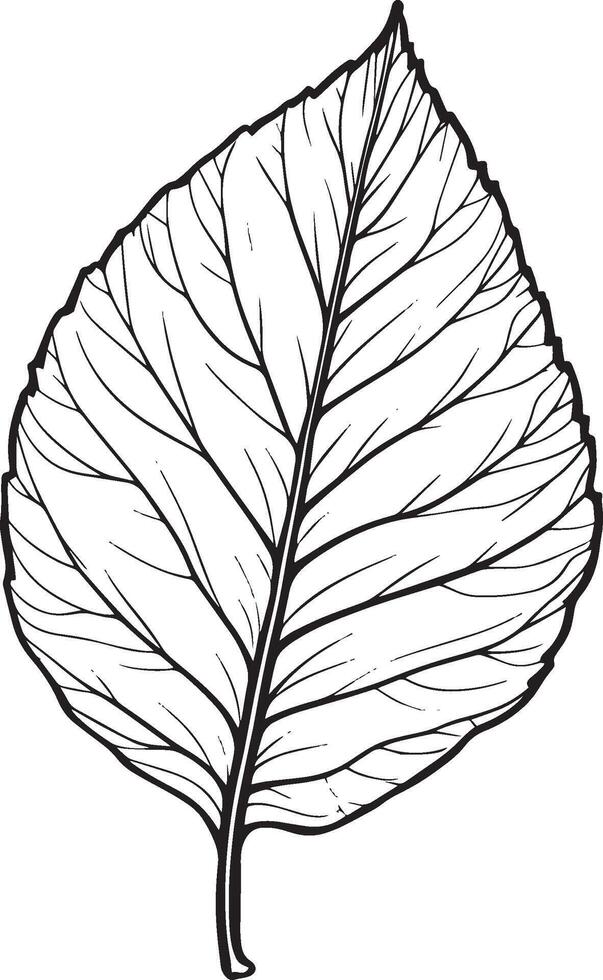 Autumn leaf clean simple linear outline black vector