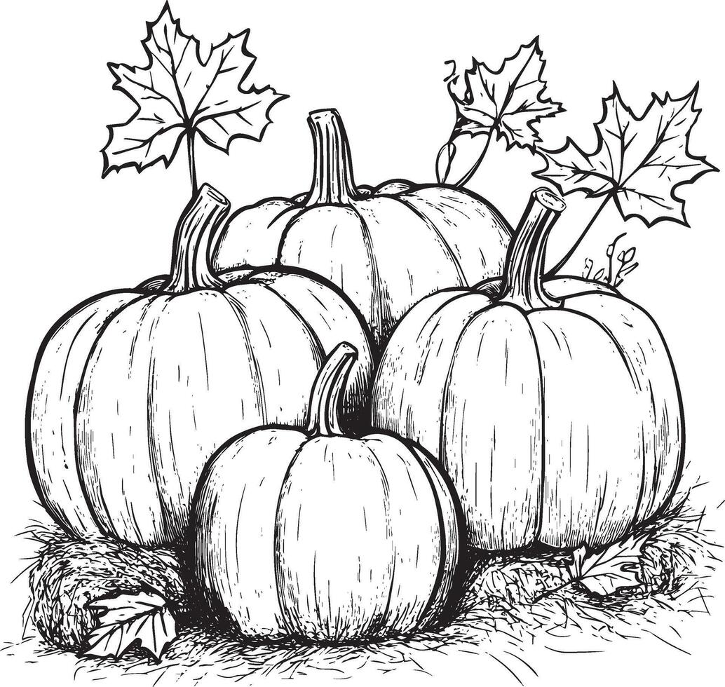 Pumpkins on hay bale with autumn leaves clean simple linear outline black vector