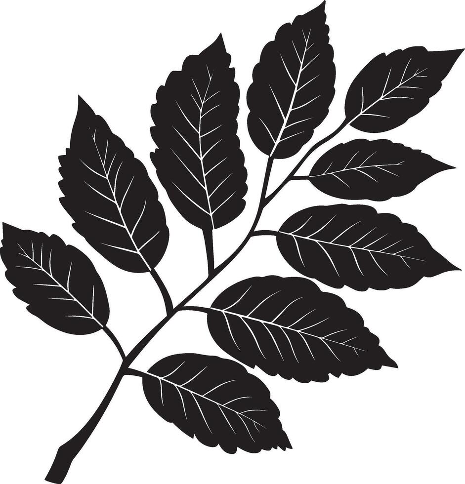 rowan tree leaf clean simple silhouette black vector