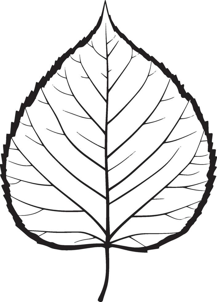 poplar leaf clean simple linear outline black vector