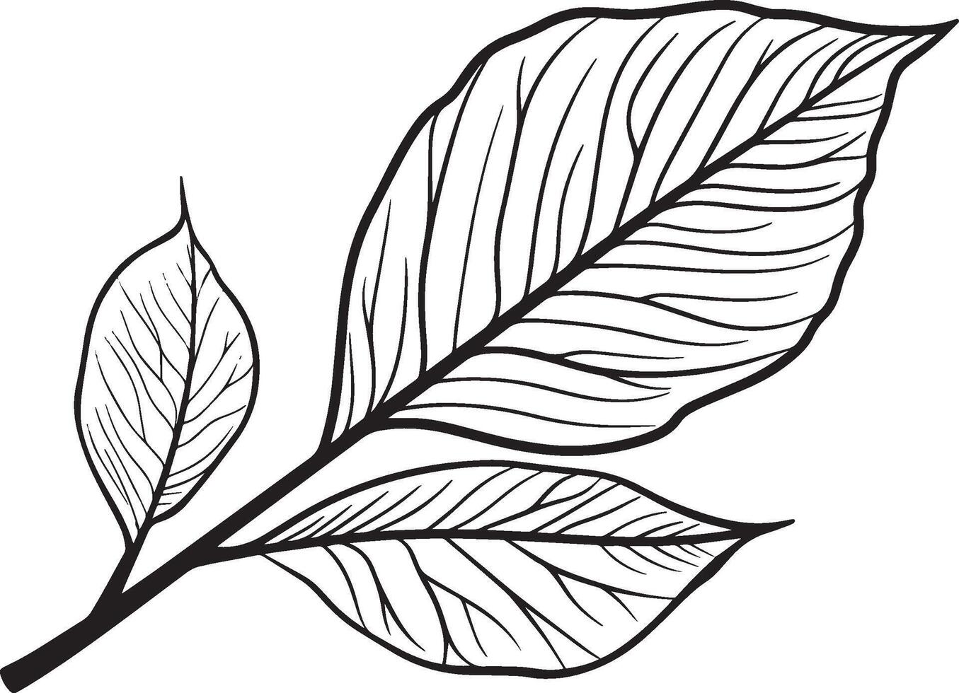 ash leaf clean simple linear outline black vector