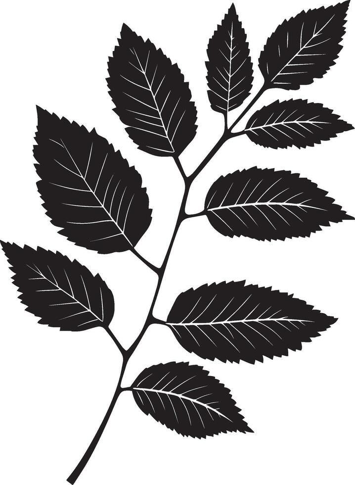 rowan tree leaf clean simple silhouette black vector